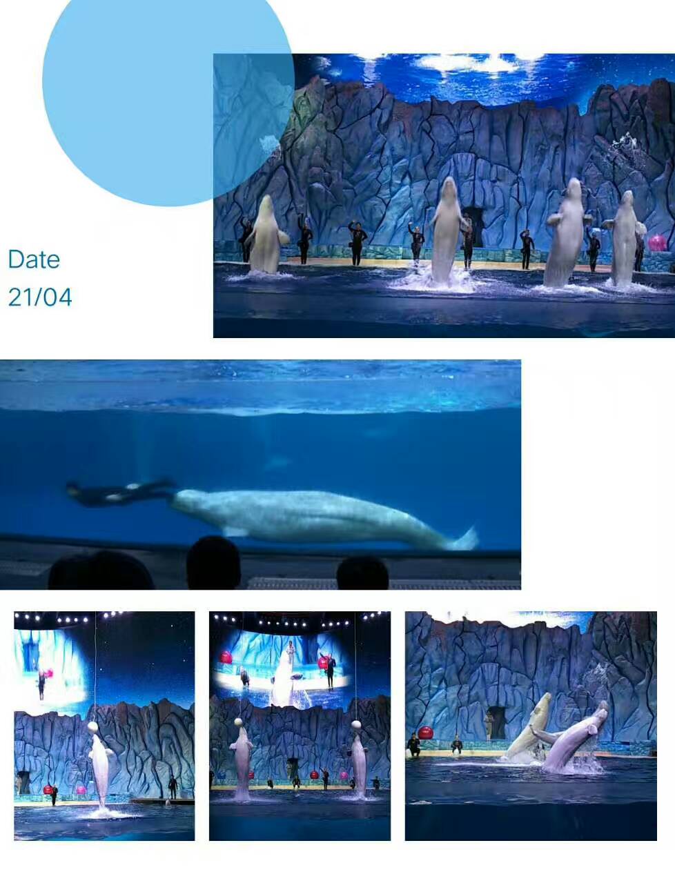 1493018719515711.jpg mmexport1493016862964.jpg